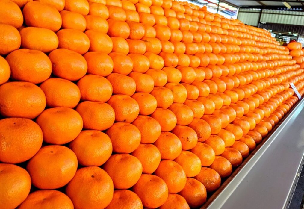 News24.com | Ukraine conflict squeezes South Africa’s citrus exports to Russia